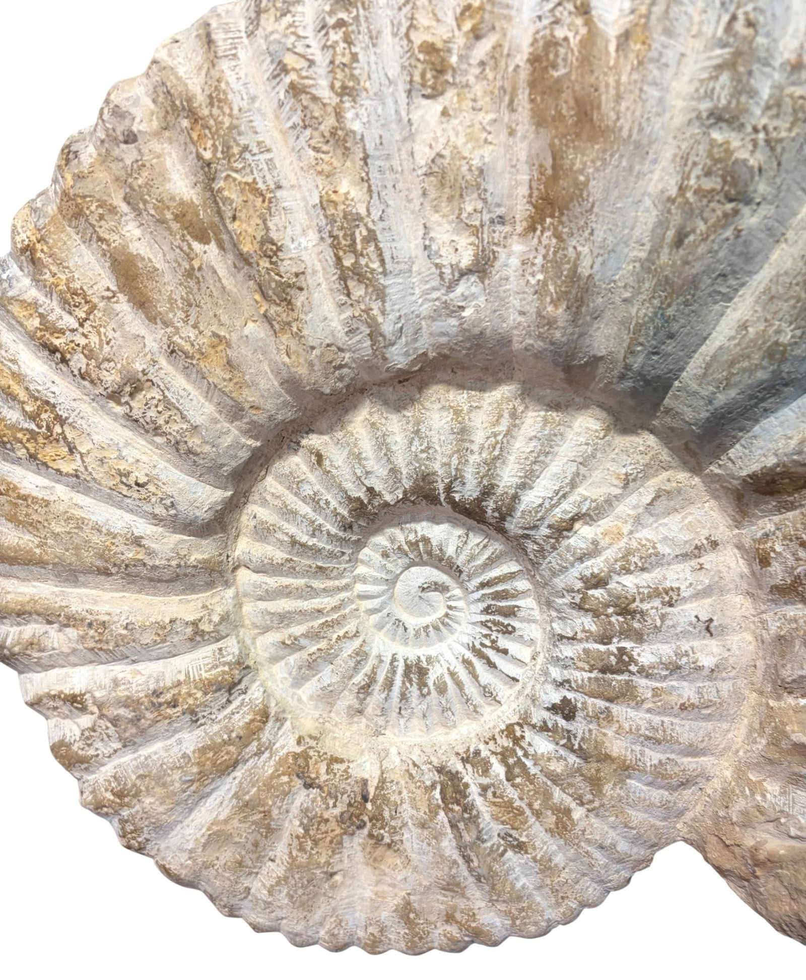 LARGE AMMONITE FOSSIL - 2