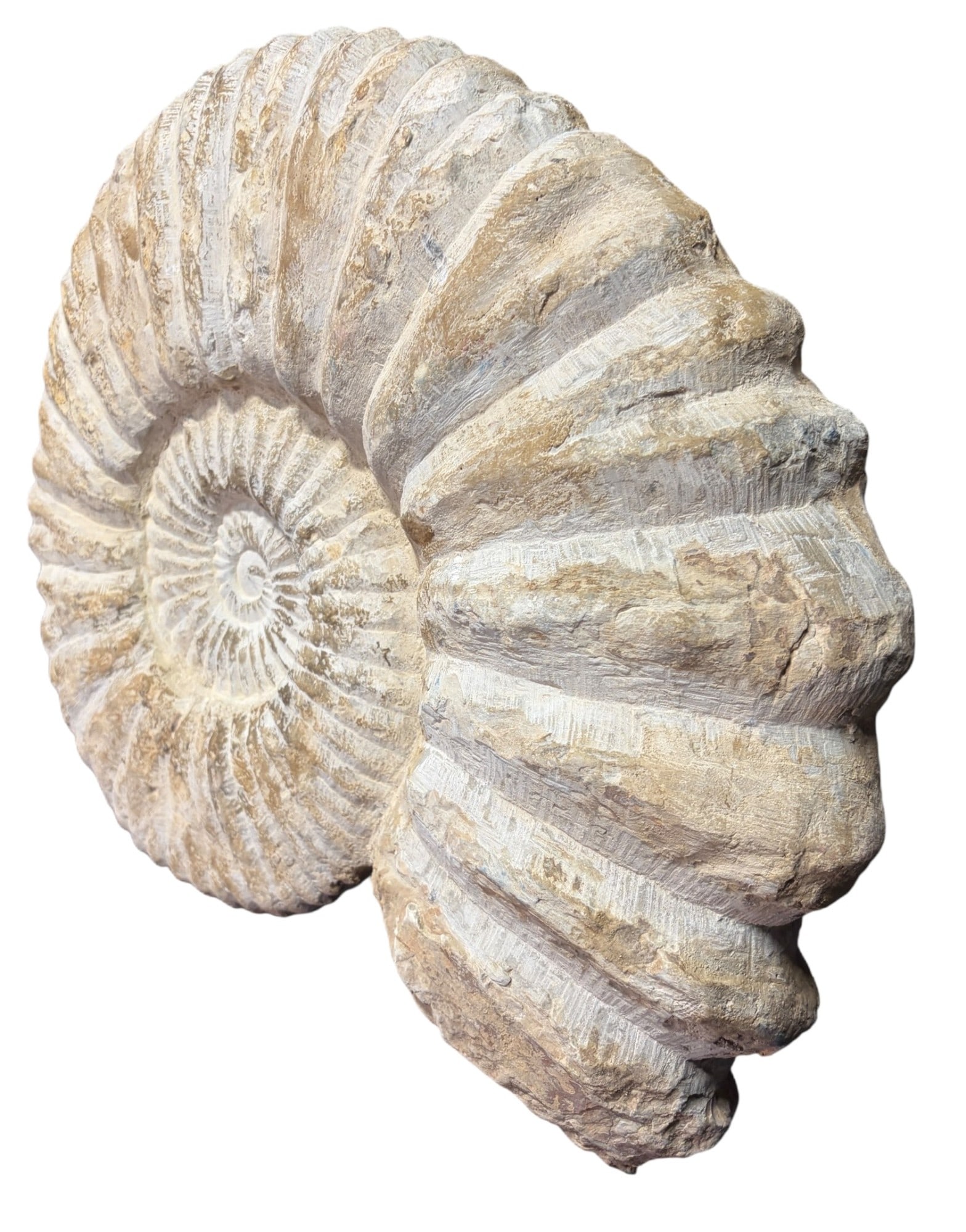 LARGE AMMONITE FOSSIL - 3