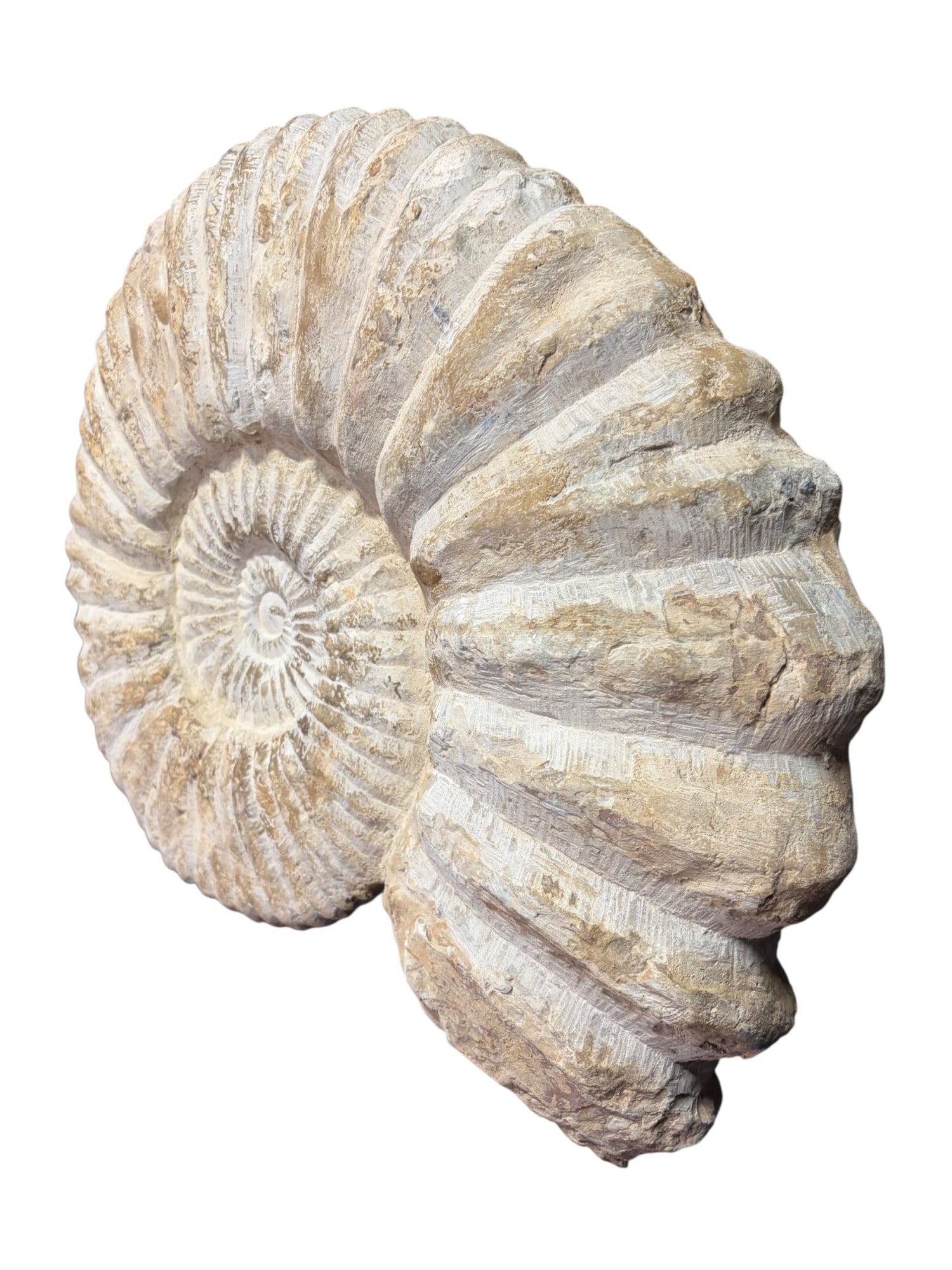 LARGE AMMONITE FOSSIL - 4