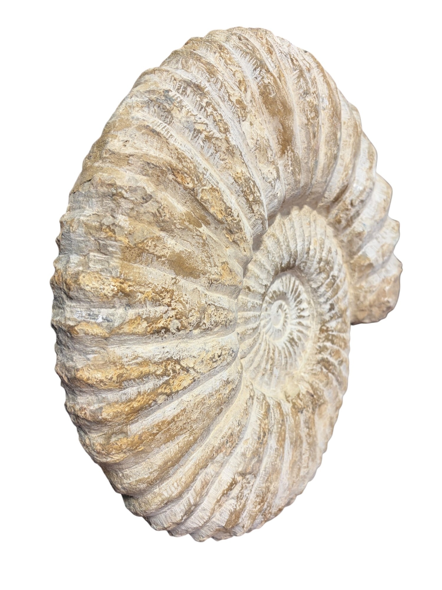 LARGE AMMONITE FOSSIL - 5