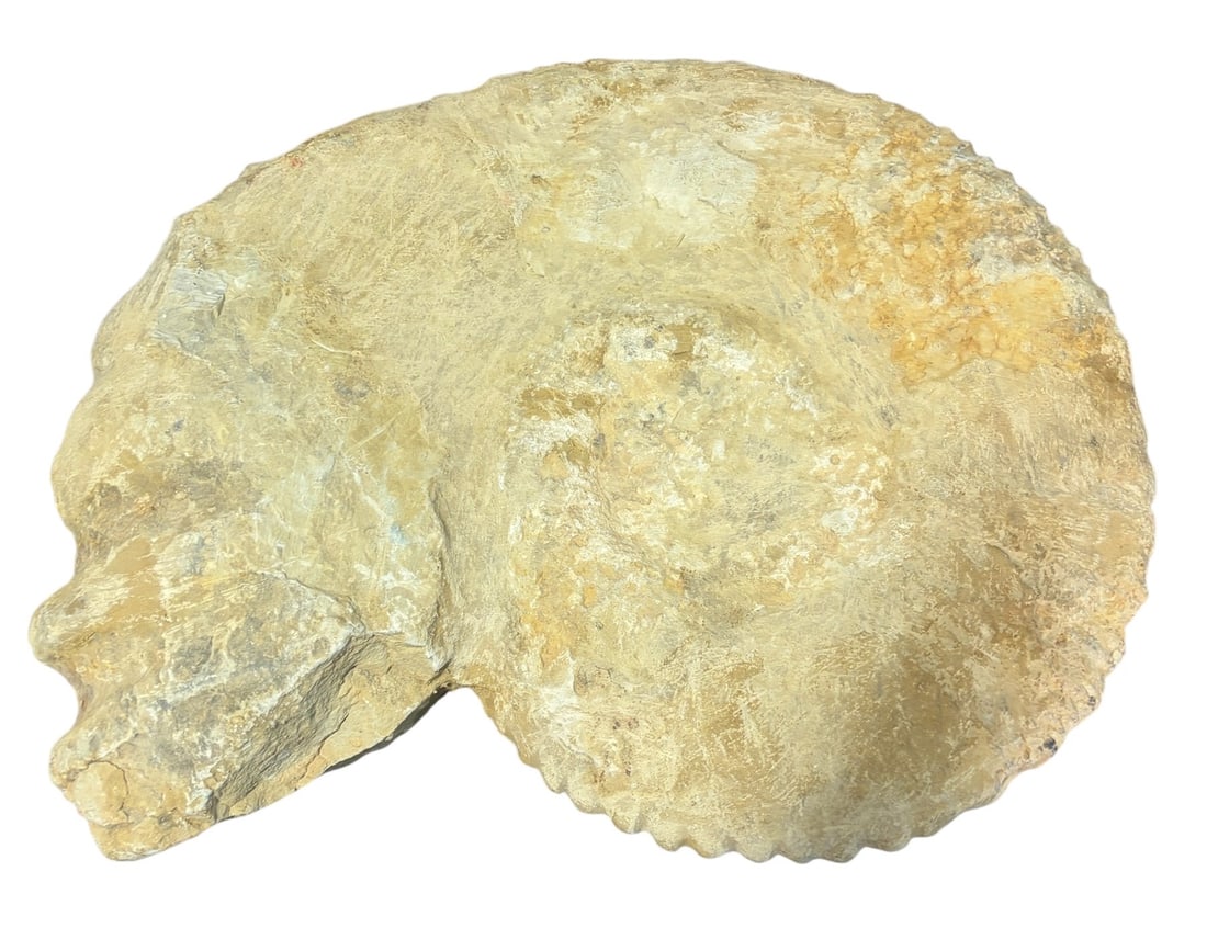 LARGE AMMONITE FOSSIL - 6