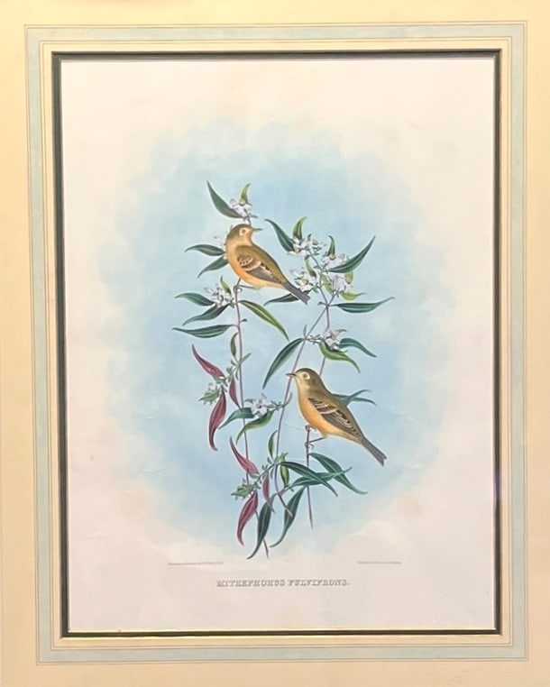 ANTIQUE BOTANTICAL PRINT FRAMED - 2