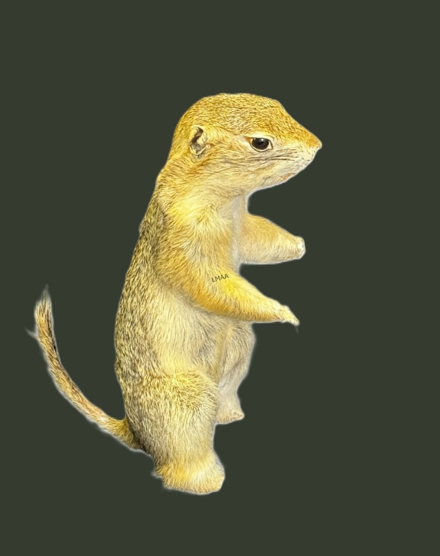 TAXIDERMY SQUIRREL (1 of 2)