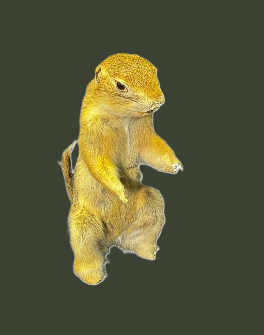 TAXIDERMY SQUIRREL - 2