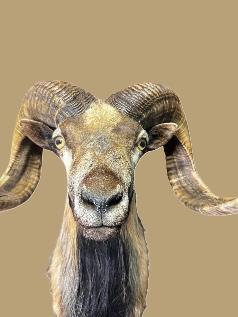 MOUNTED TAXIDERNY RAM: MOUNTED TAXIDERNY RAM