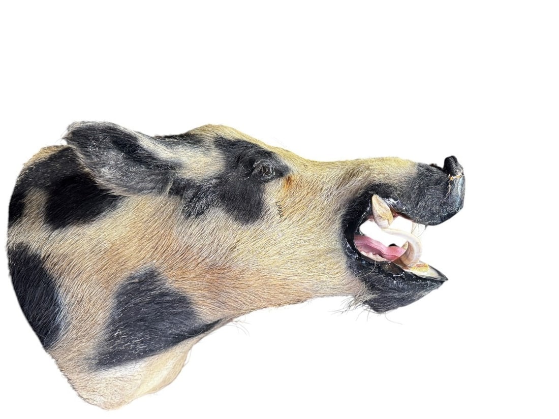WILD BOAR TAXIDERMY (1 of 4)