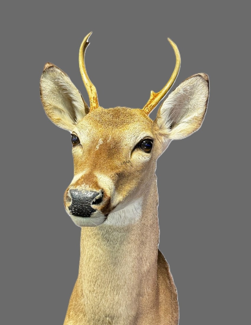 TAXIDERMY DEER (1 of 3)