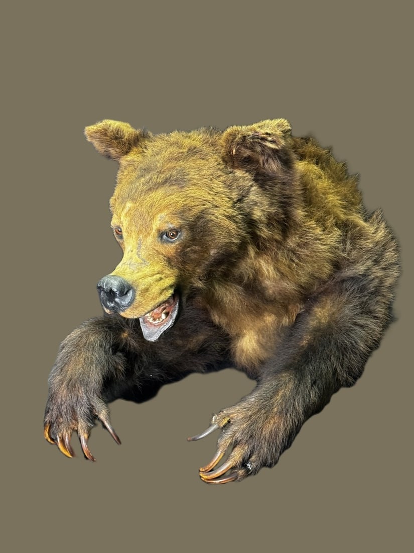TAXIDERMY BEAR (1 of 2)