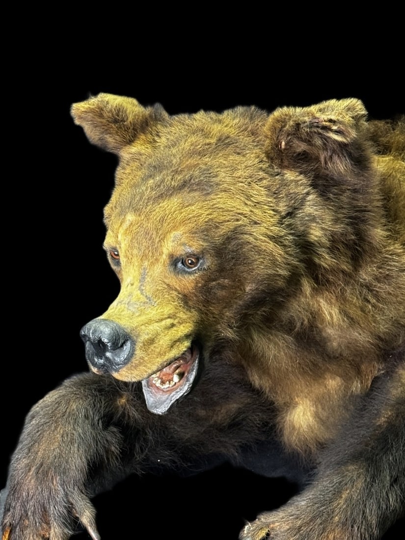 TAXIDERMY BEAR - 2