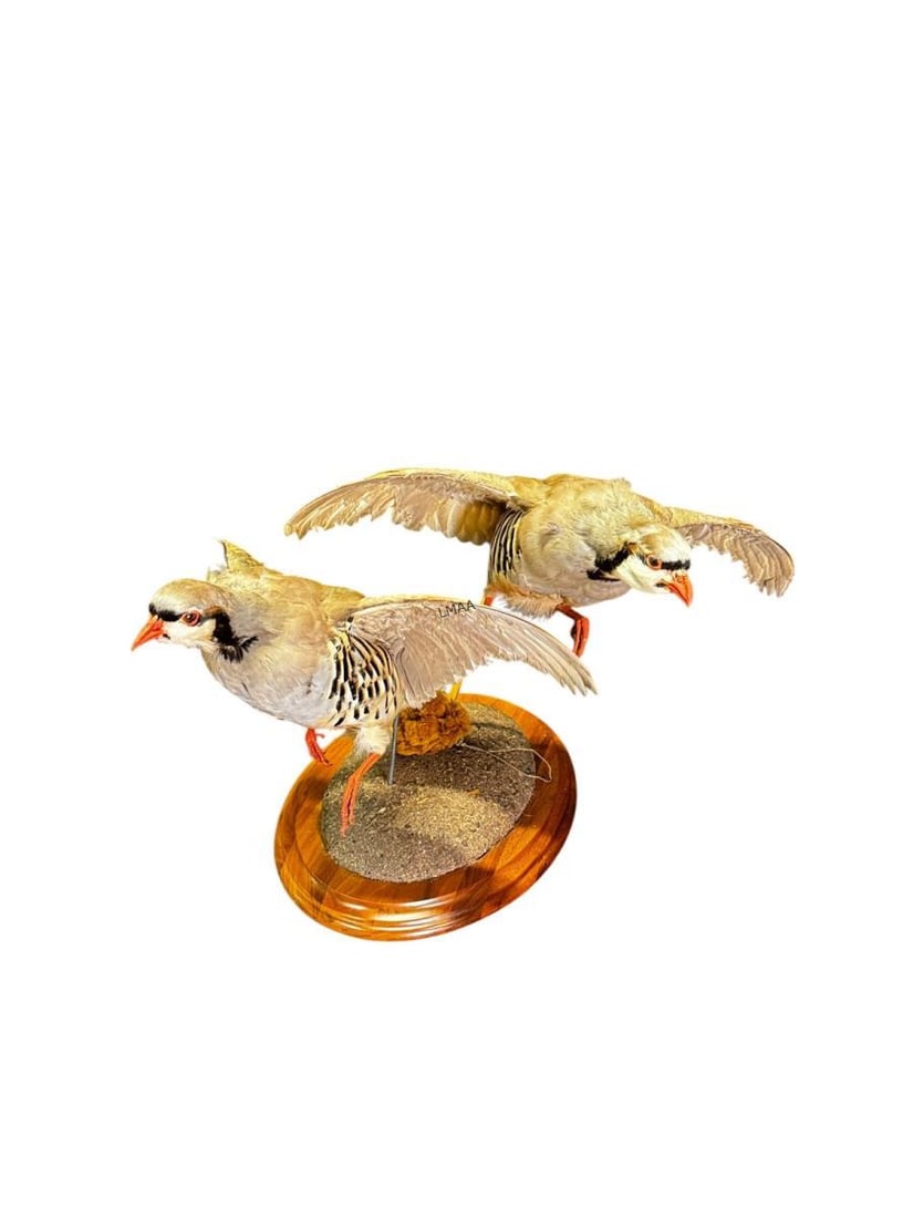 2 BIRDS TAXIDERMY: 2 BIRDS TAXIDERMY. Height: 15 in. by Width: 20 IN.