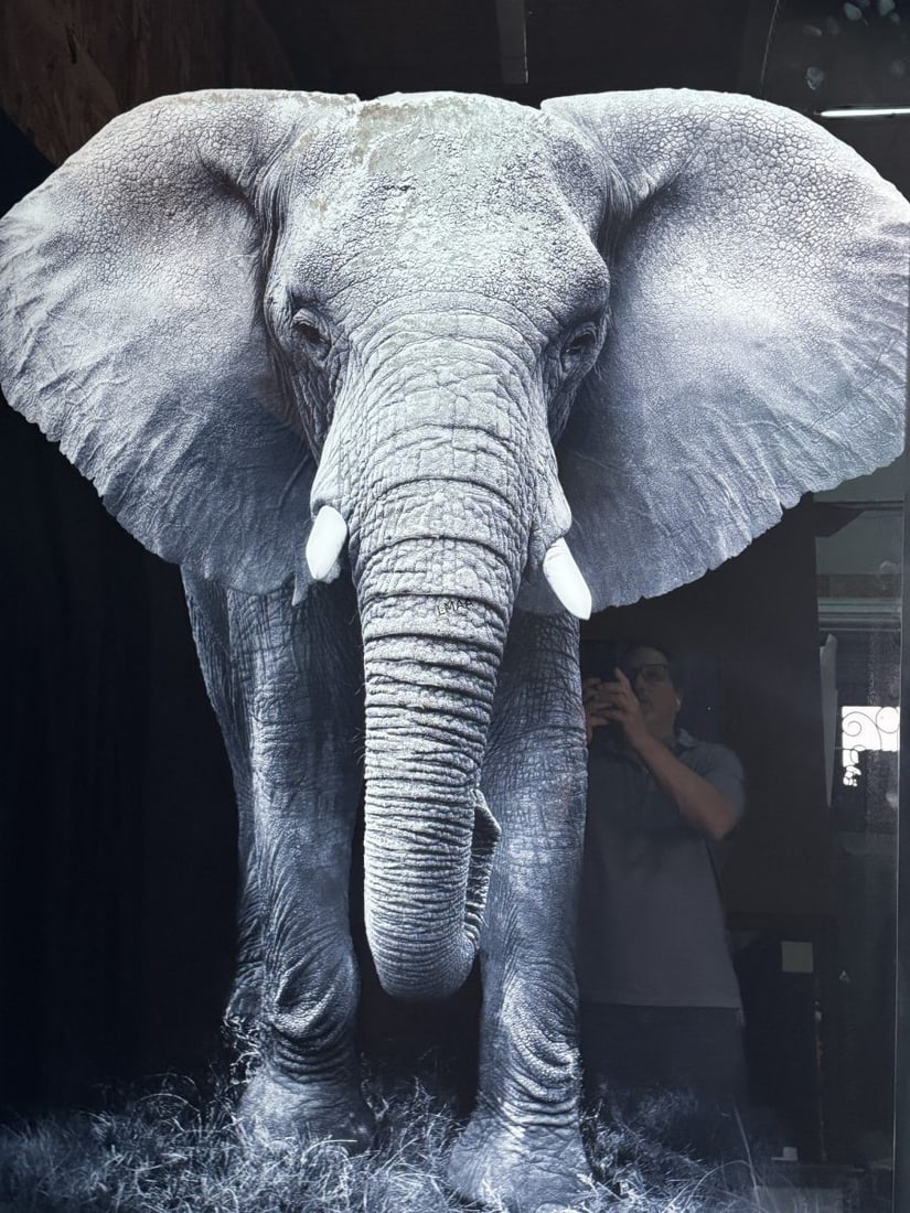 BLACK AND WHITE ELEPHANT PHOTO ON GLASS: BLACK AND WHITE ELEPHANT PHOTO ON GLASS Height: 60 in. by Width: 40