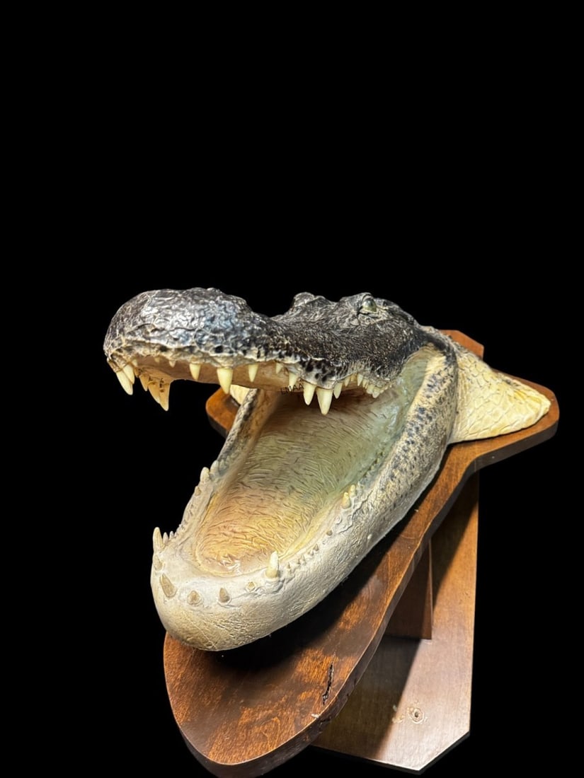 TAXIDERMY MOUNTED ALLIGATOR HEAD (1 of 4)
