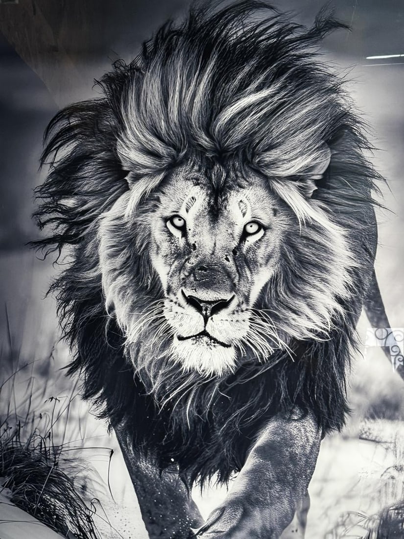 BLACK AND WHITE BLACK LION PHOTO ON GLASS: BLACK AND WHITE BLACK LION PHOTO ON GLASS Height: 60 in. by Width: 40
