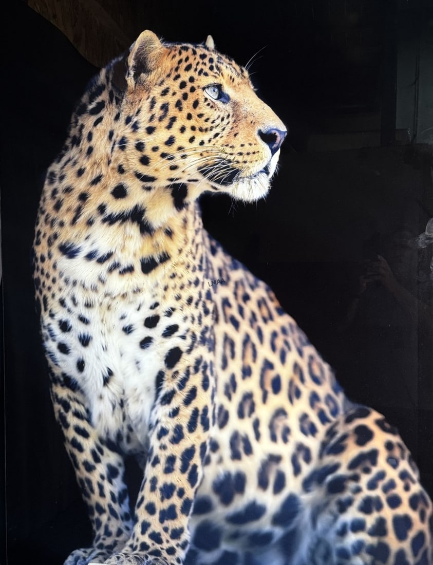 CHEETHA PHOTO ON GLASS: CHEETHA PHOTO ON GLASS Height: 60 in. by Width: 40