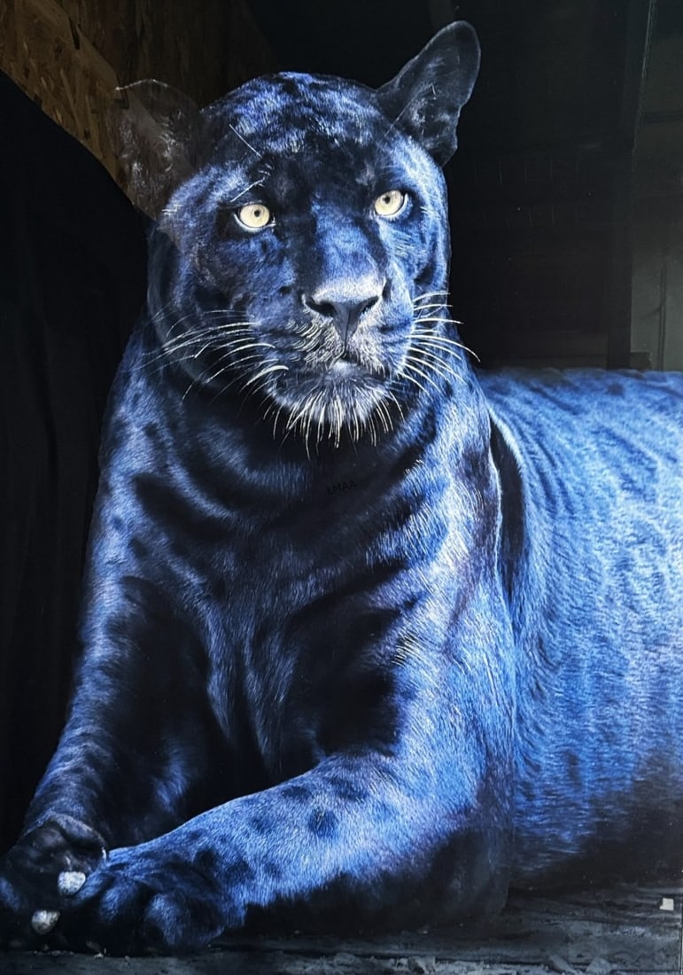 BLACK AND WHITE BLACK PANTHER PHOTO ON GLASS: BLACK AND WHITE BLACK PANTHER PHOTO ON GLASS Height: 60 in. by Width: 40
