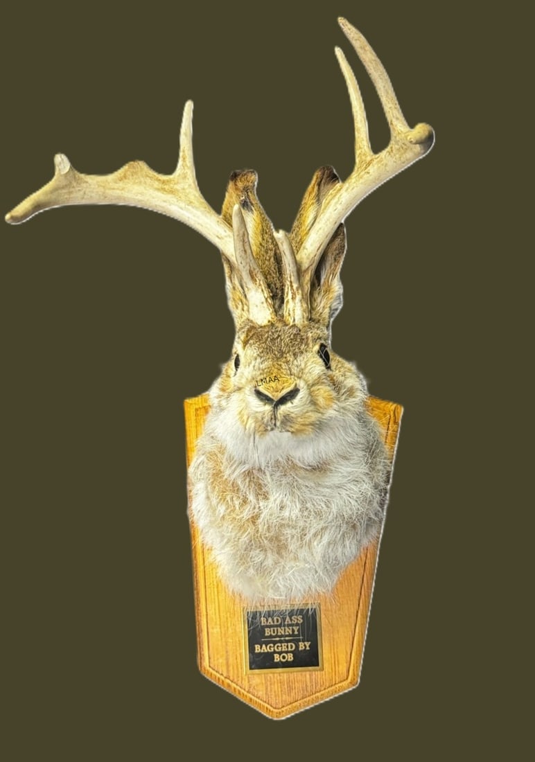 "BAD ASS BUNNEY" TAXIDERMY RABBIT: "BAD ASS BUNNEY" TAXIDERMY RABBIT Height: 18 in. by Width: 10