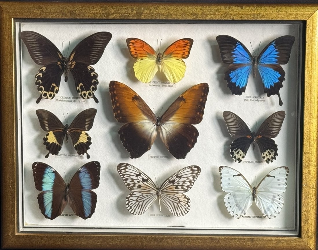COLLECTION OF RARE BUTTERFLIES: COLLECTION OF RARE BUTTERFLIES Height: 14 in. by Width: 18