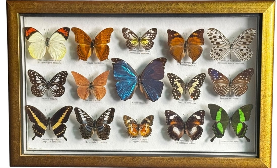COLLECTION OF RARE BUTTERFLIES: COLLECTION OF RARE BUTTERFLIES