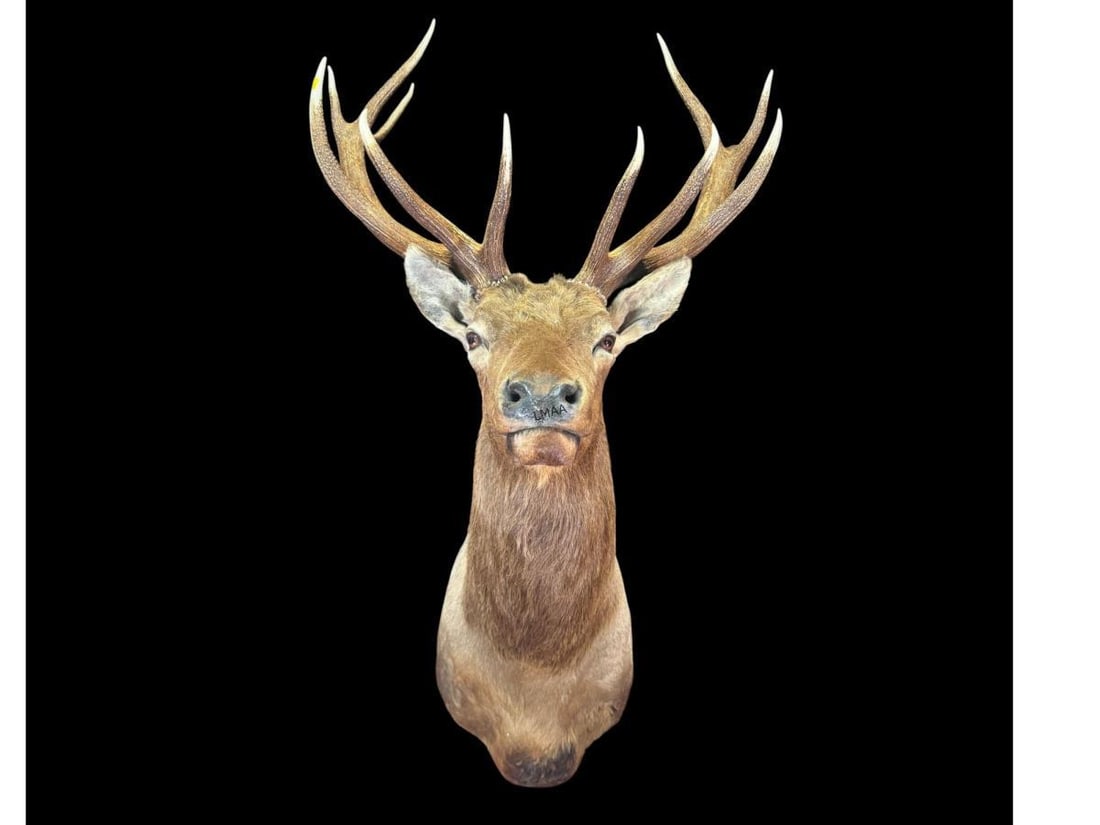 BULL ELK MOUNT: BULL ELK MOUNT- BOONE AND CROCKET ESTIMATE BY PHOTO IS 300-32O INCHES.. MATURE BULL WITH IMPRESIVE 6X6 ANTLER RACK. Height: 71 in. by Width: 35 in. by Depth: 43