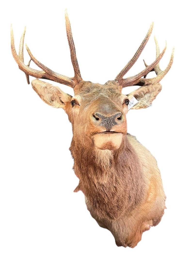 ELK SHOULDER MOUNT: ELK SHOULDER MOUNT. WS316. Height: 49 in. by Width: 38 in. by Depth: 34 in.