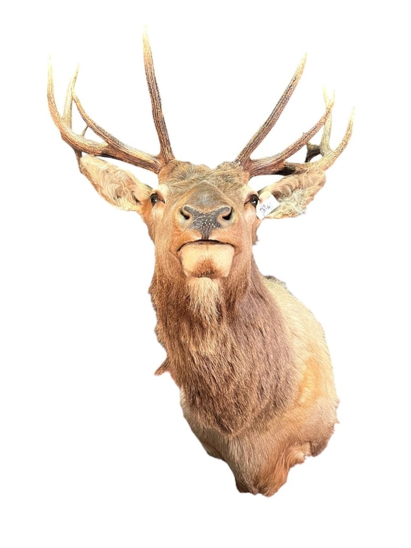 ELK SHOULDER MOUNT - 3