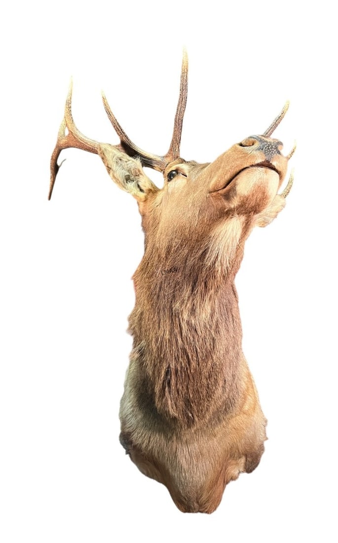 ELK SHOULDER MOUNT - 4