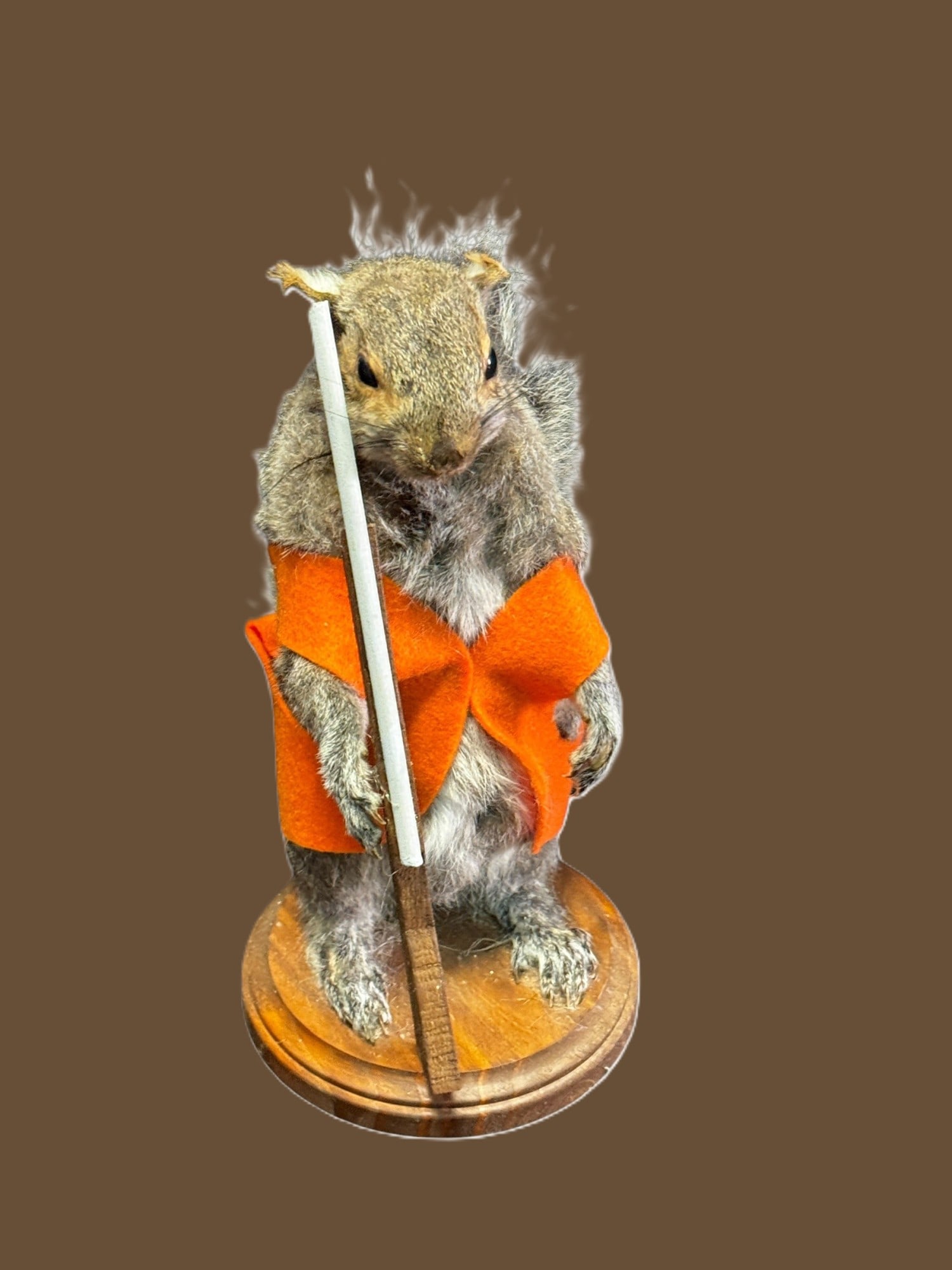 TAXIDERMY SQUIREL IN COSTUME: TAXIDERMY SQUIREL IN COSTUME.0