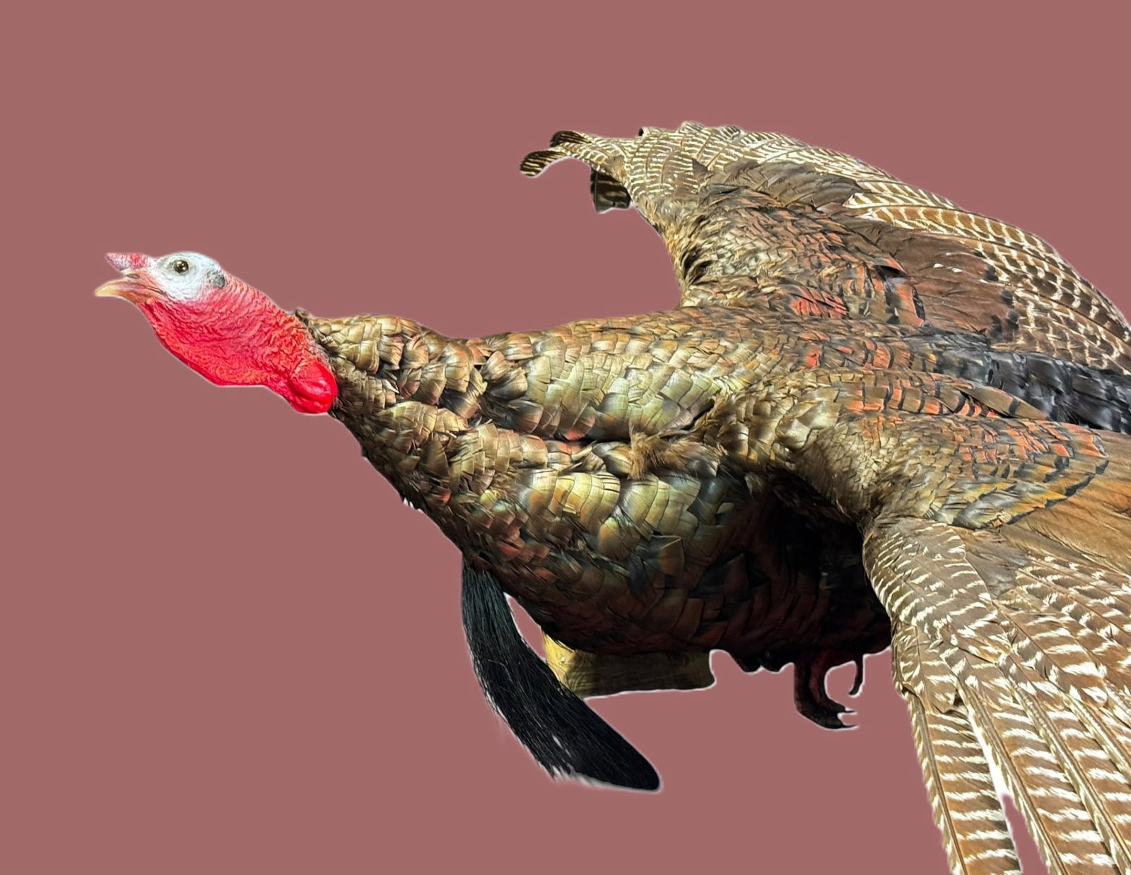 TAXIDERMY TURKEY (1 of 3)