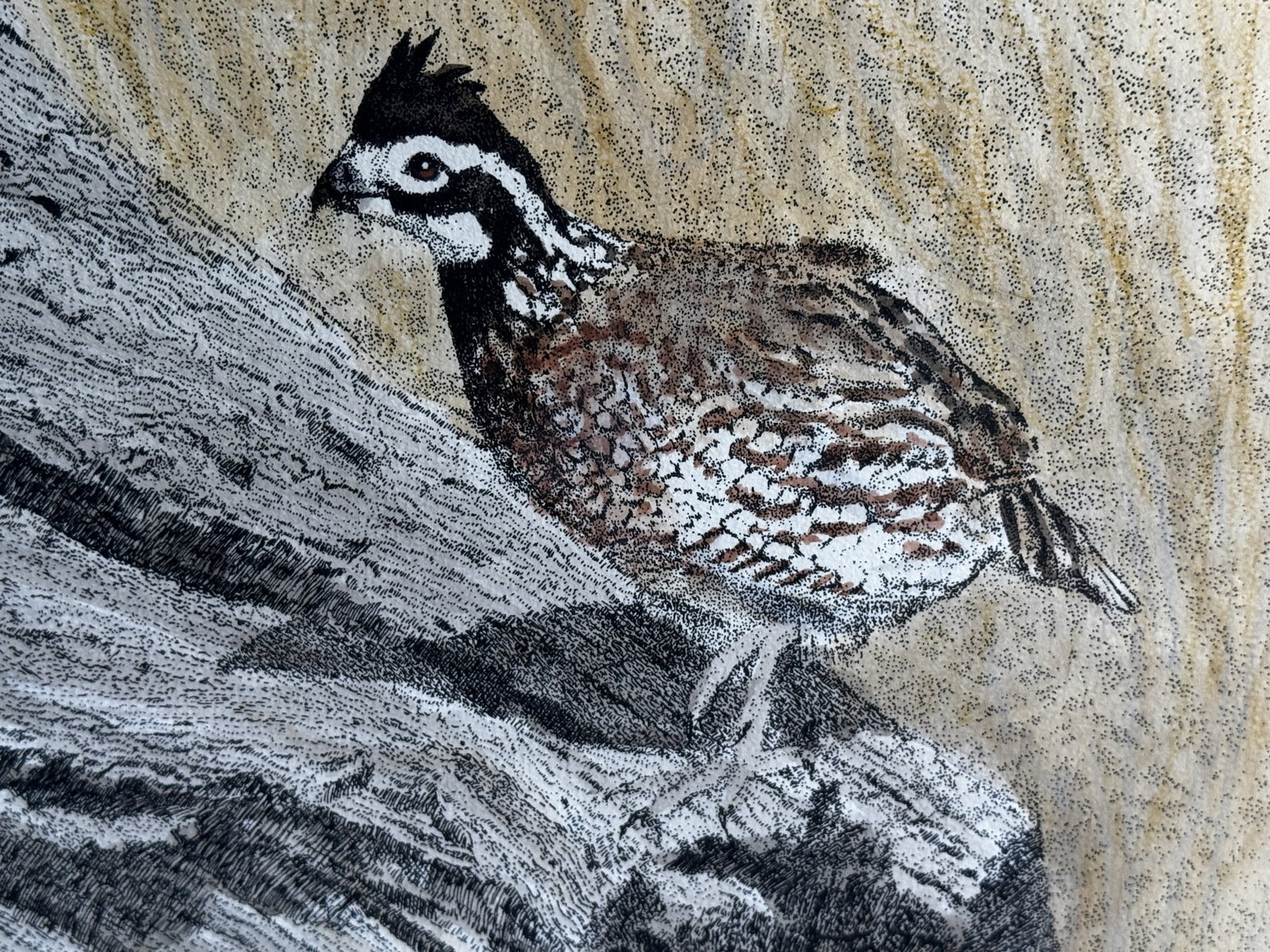 CHARLES BECKENDORF BOB WHITE QUAIL LITHO (1 of 4)