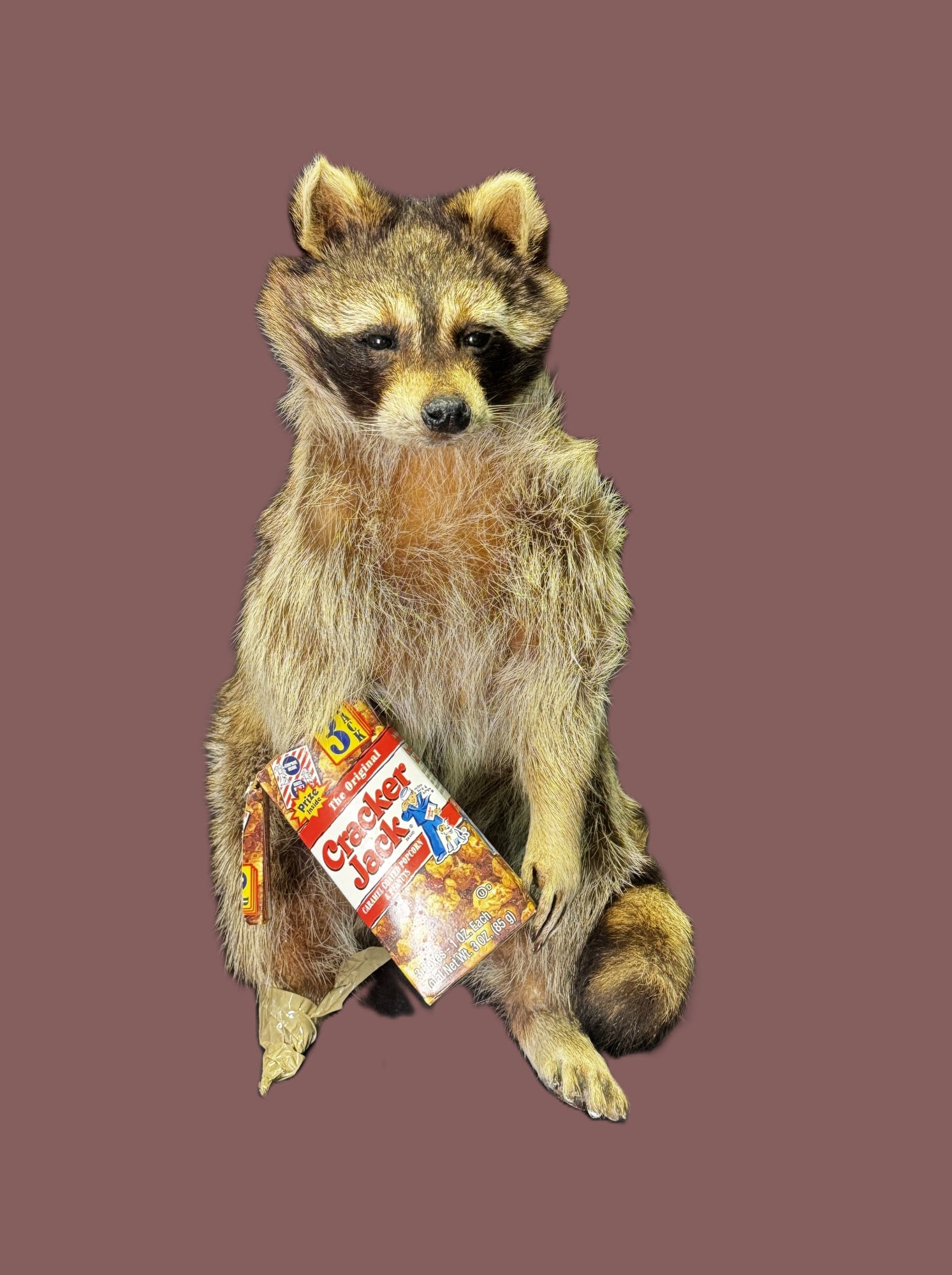 TAXIDERMY RACOON WITH CRACKER JACK (1 of 3)