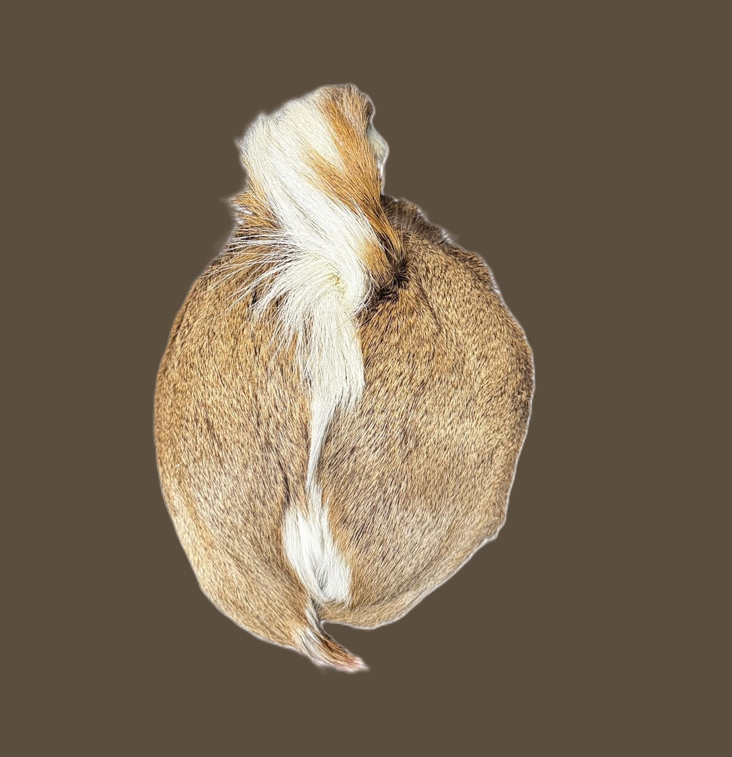 TAXIDERMY DEER POSTERIOR (1 of 3)