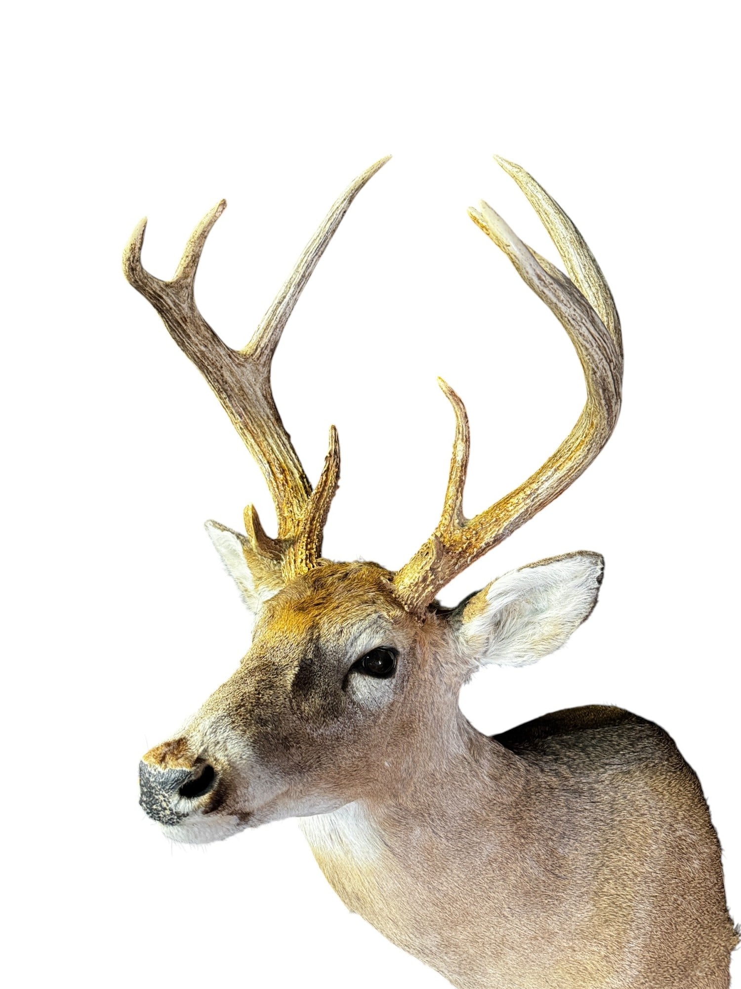 TAXIDERMY DEER (1 of 3)