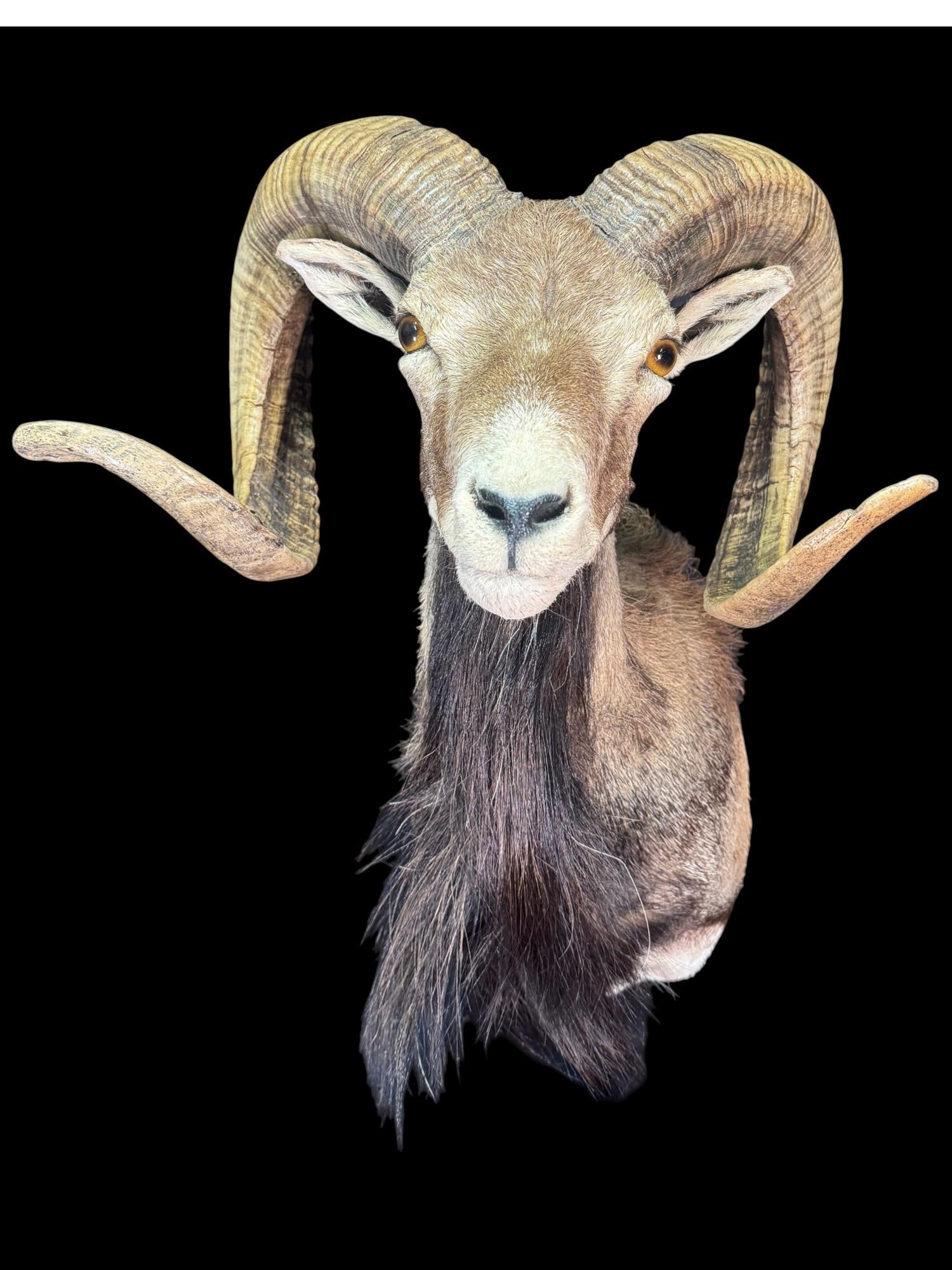 MOUFLON RAM TAXIDERMY SHOUDER MOUNT - FULL CURL (1 of 3)