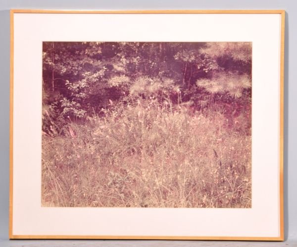 WILLIAM CHRISTENBERRY "WILDFLOWERS" EKTACOLOR PRIN: WILLIAM CHRISTENBERRY "WILDFLOWERS-NEAR GREENSBORO, AL" EKTACOLOR 74 PRINT. Height: 16 in. by Width: 20 in.