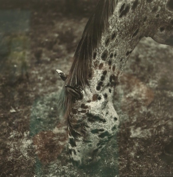 KEITH CARTER "APPALOOSA" SIGNED & NUMBERED PHOTO: KEITH CARTER "APPALOOSA" SIGNED & NUMBERED PHOTOGRAPH, EDITION NUMBER 10/50, 1997. PHOTOGRAPHER: KEITH CARTER Height: 24 & 14 in. by Width: 22 & 14 in.