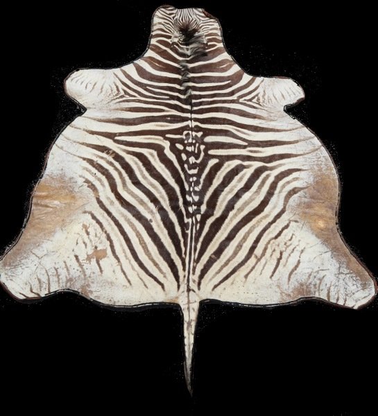 ZEBRA RUG: ZEBRA RUG. Height: 108 in. by Width: 172 in.