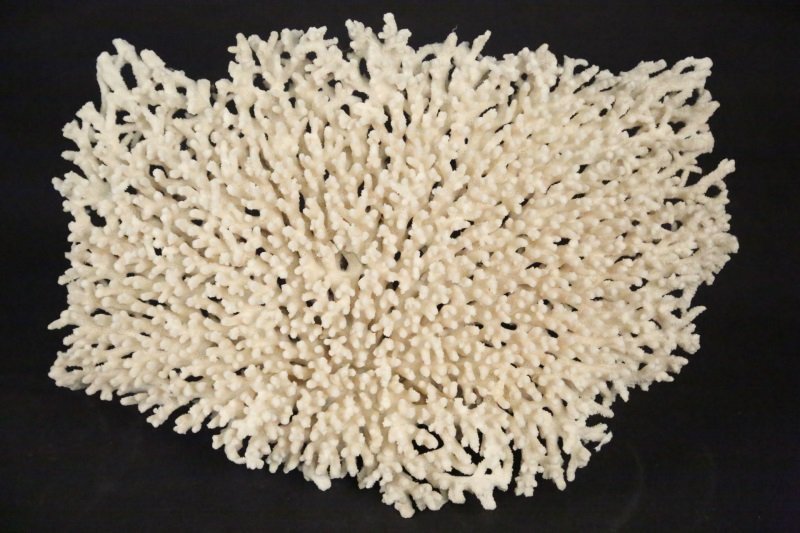 DEEP SEA CORAL: DEEP SEA CORAL . Height: 10 in. by Width: 16 in. by Depth: 8 in.