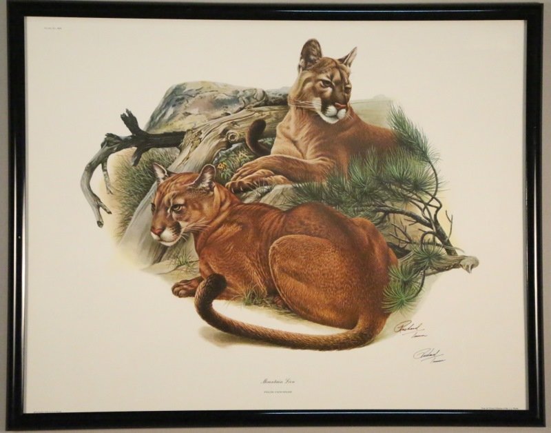 RICHARD TIMM ORIGINAL PRINT "MOUNTAIN LION".: RICHARD TIMM ORIGINAL PRINT "MOUNTAIN LION". Height: 23 in. by Width: 29 in.