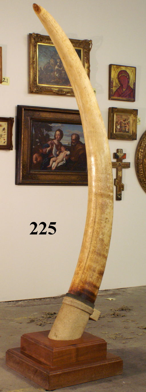 225: LARGE ANTIQUE ELEPHANT TUSK MOUNTED ON STAND - Apr 26, 2006