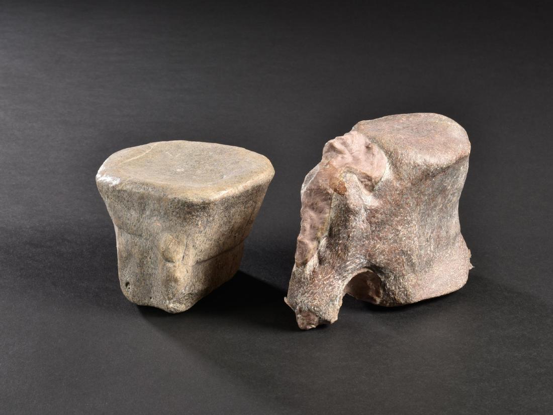 2 Fossil Dinosaur Bones (1 of 10)