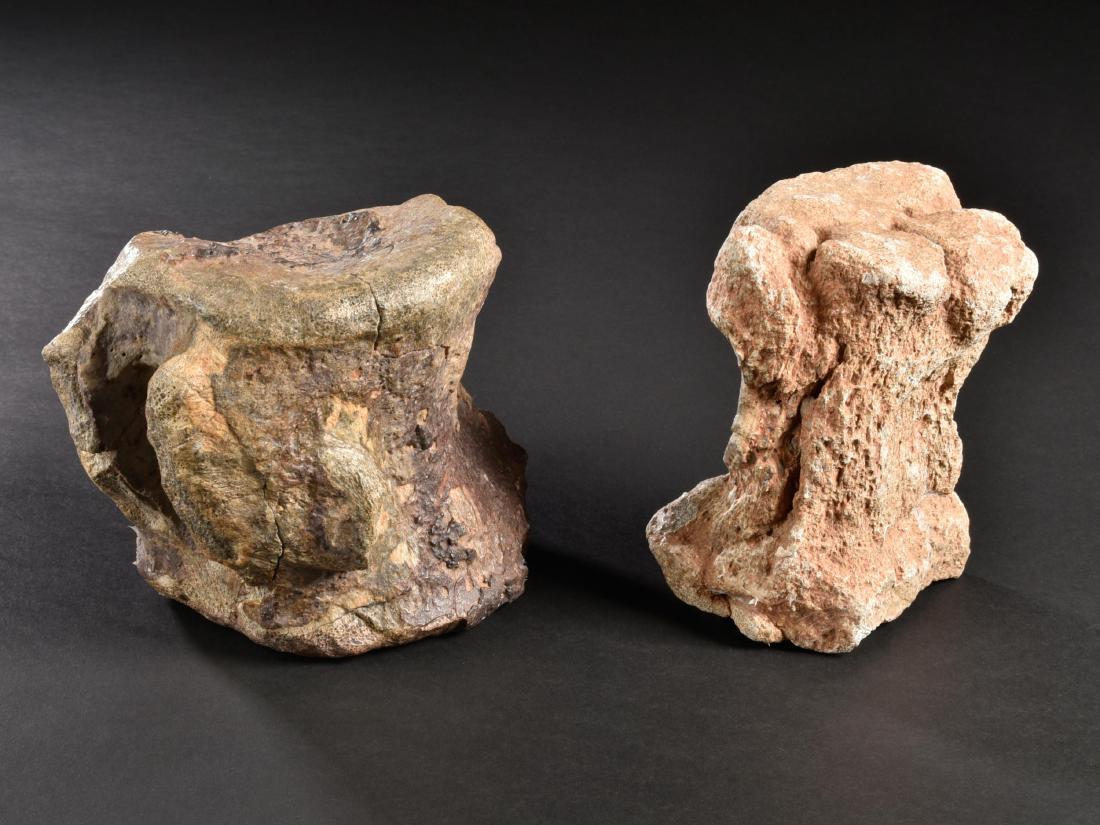 2 Fossil Dinosaur Bones (1 of 17)