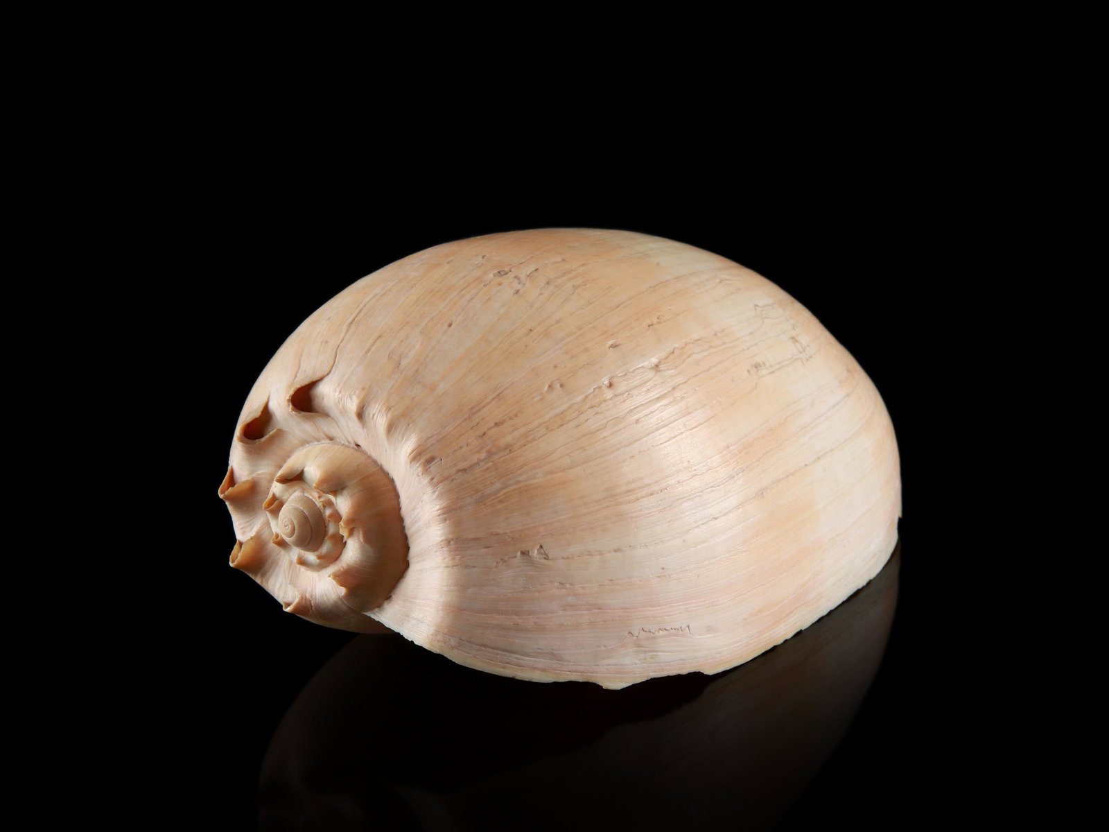 Voluta Melo, Diadema Melo (1 of 3)