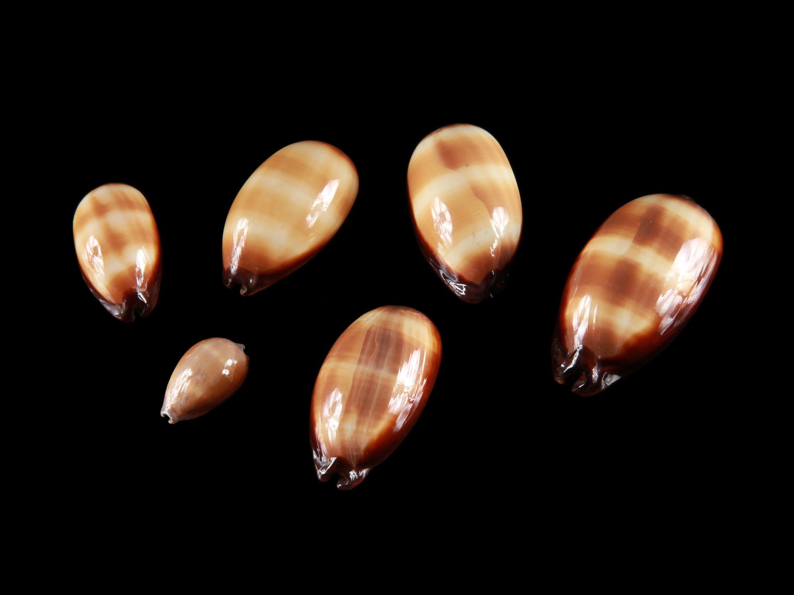 6 Cypraea Talpa: 6 Cypraea Talpa Philippinen L 3 - 7 cm. Provenienz: Schweizer Privatsammlung, Basel. CHF 150 / 300 EUR 150 / 300