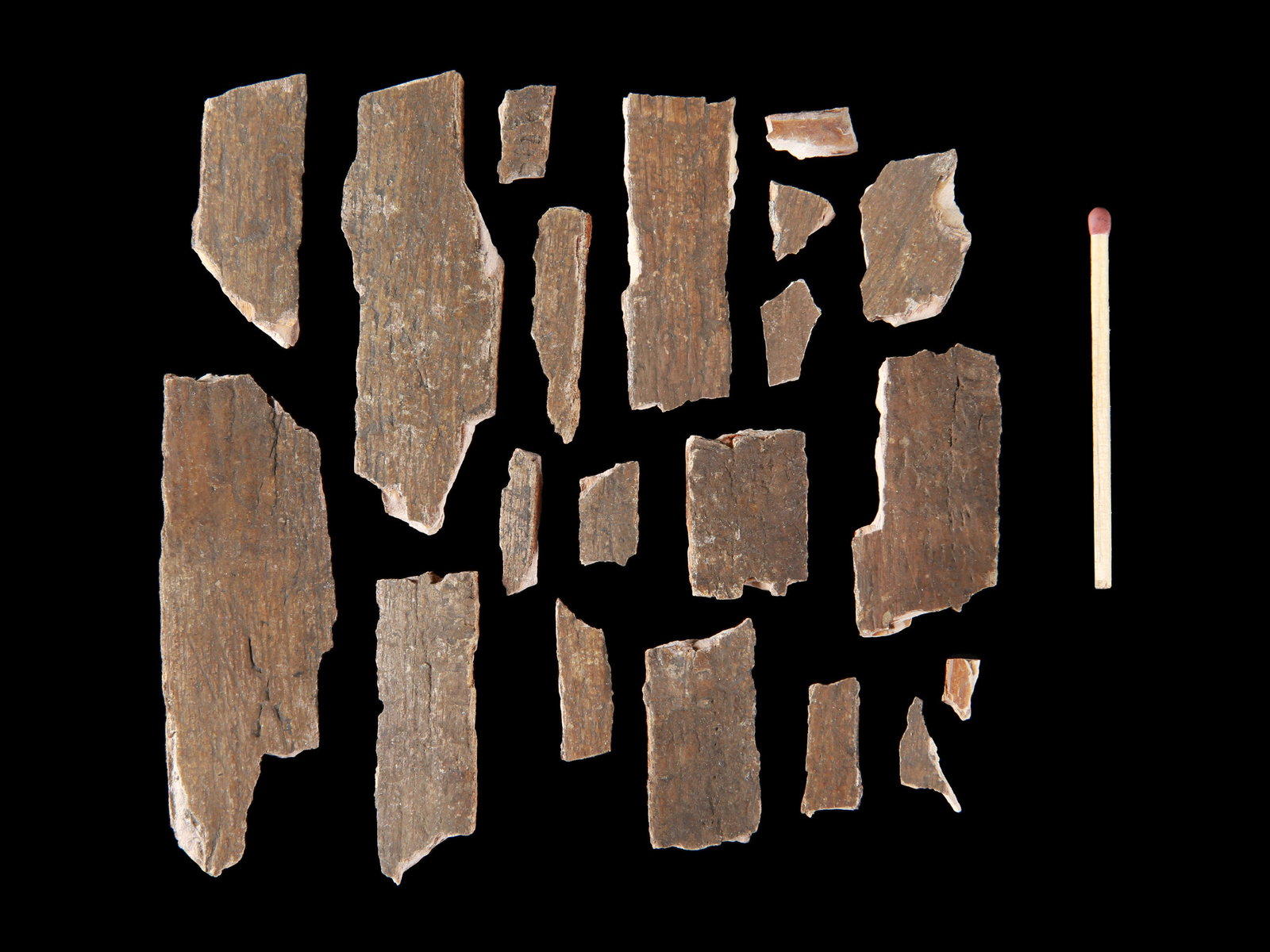20 Woolly Mammoth Tusk Fragments: 20 Fragmente von Wollhaarmammutstosszähnen Kysylkum Ohne Sockel / without base L 1 - 7 cm. Provenienz: - Museum Bally-Prior, Schönenwerd. - Schweizer Privatsammlung, Bern. CHF 50 / 100