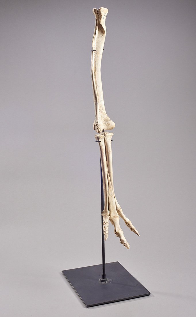Rare Fossil Dinosaur Leg (1 of 2)