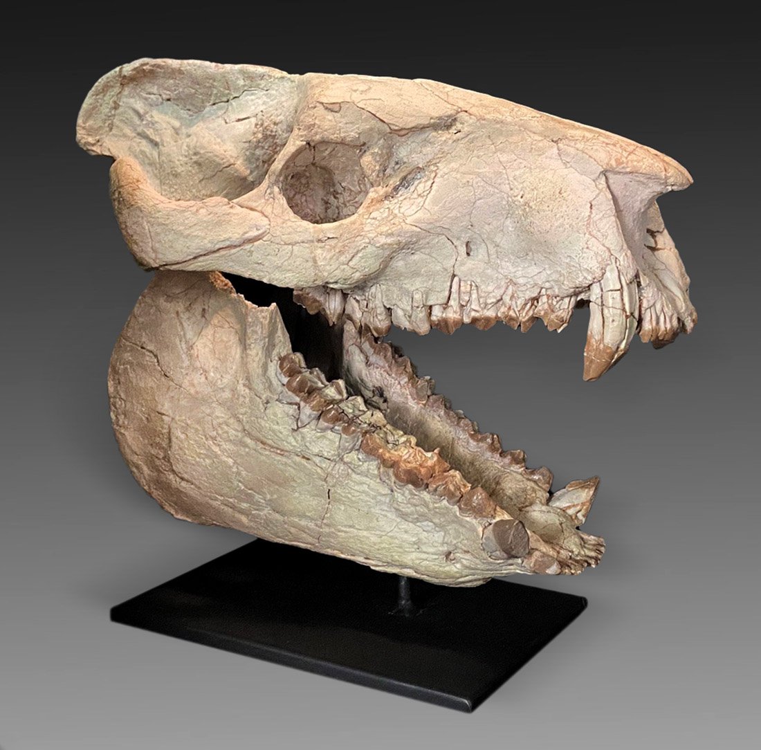 Oreodont Fossil ca. Oligocene (1 of 2)