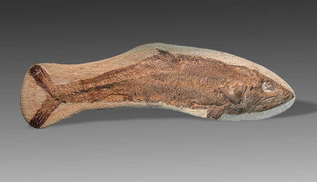 Fossil Fish ca. Upper Cretaceous (1 of 1)