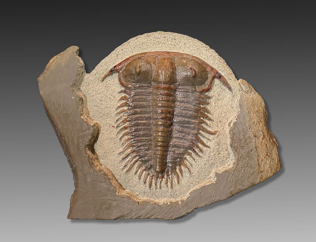 Trilobite Fossil ca. Cambrian (1 of 1)