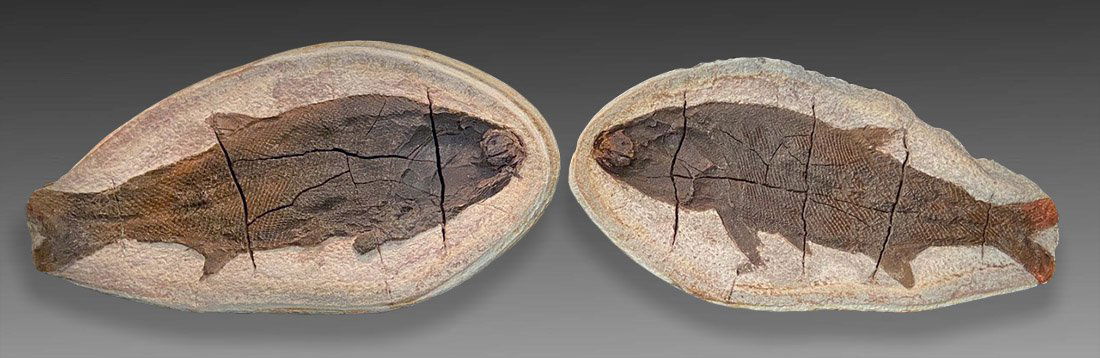 Fossil Fish ca. Triassic (1 of 1)