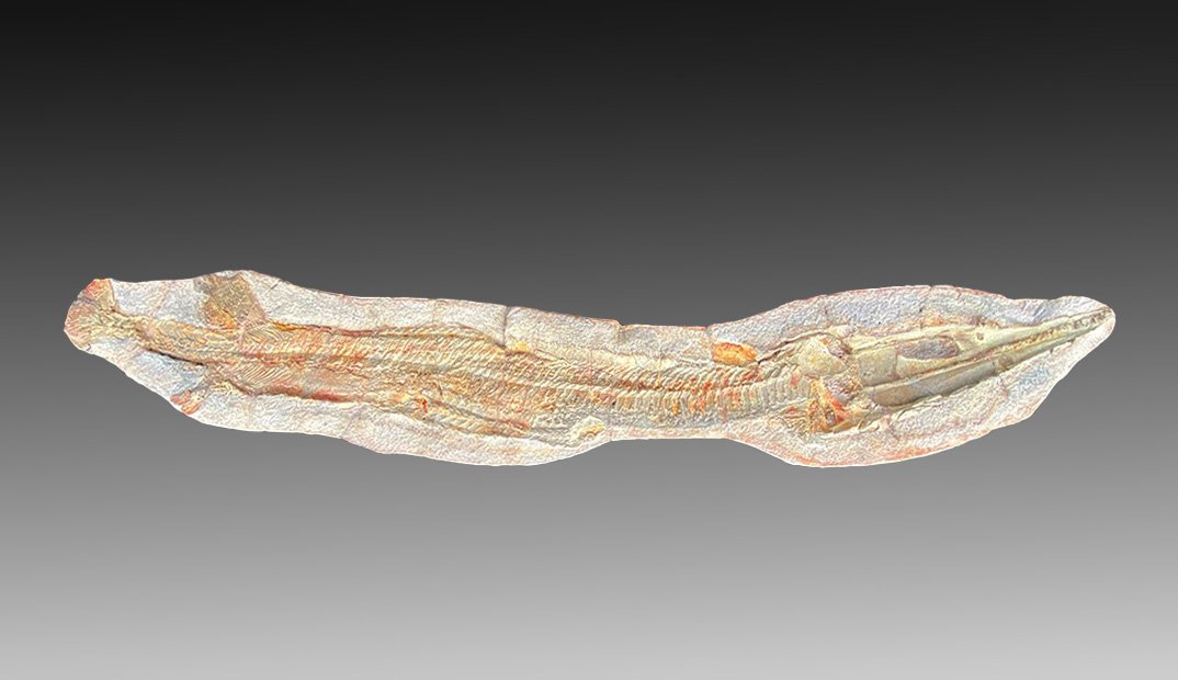 Fish Fossil ca. Triassic (1 of 2)